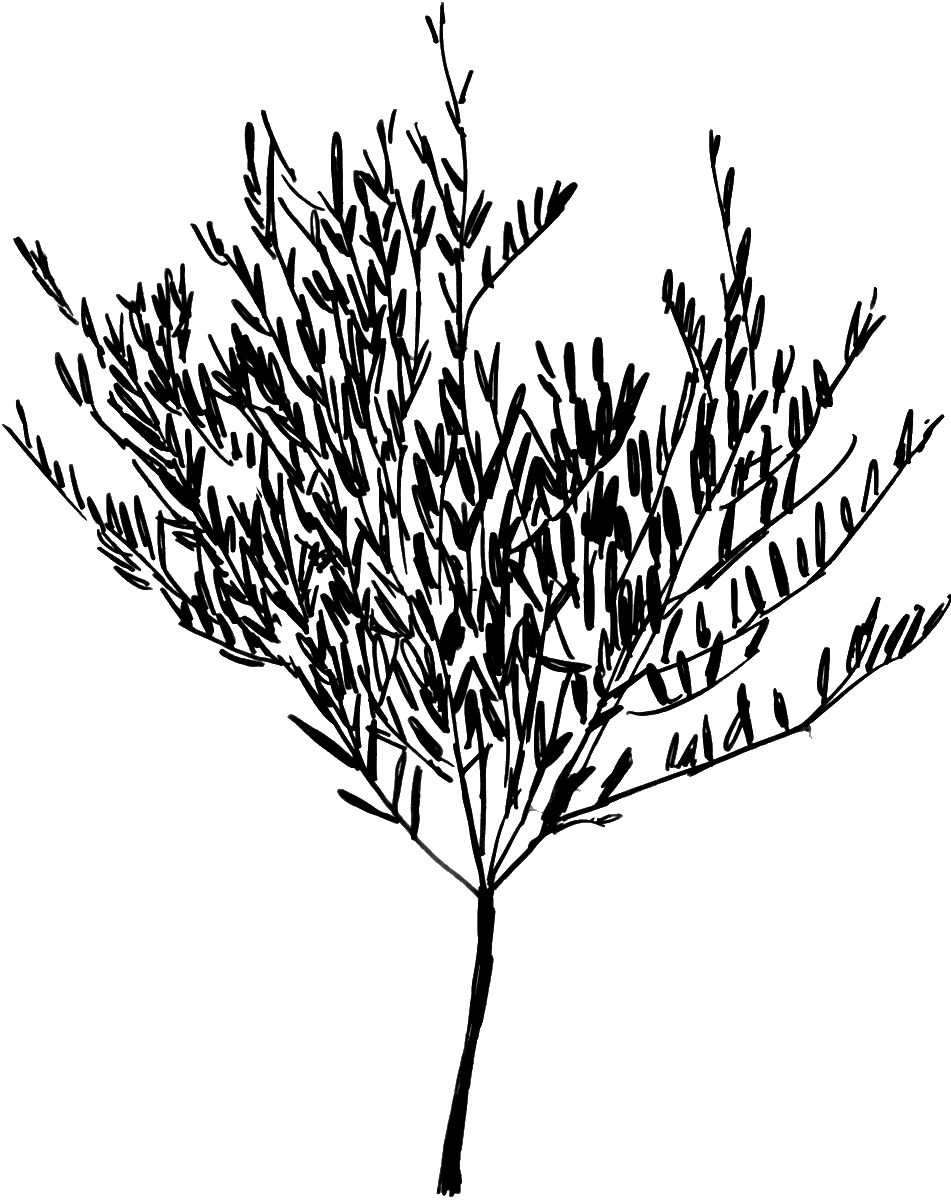 Acacia Logifolia